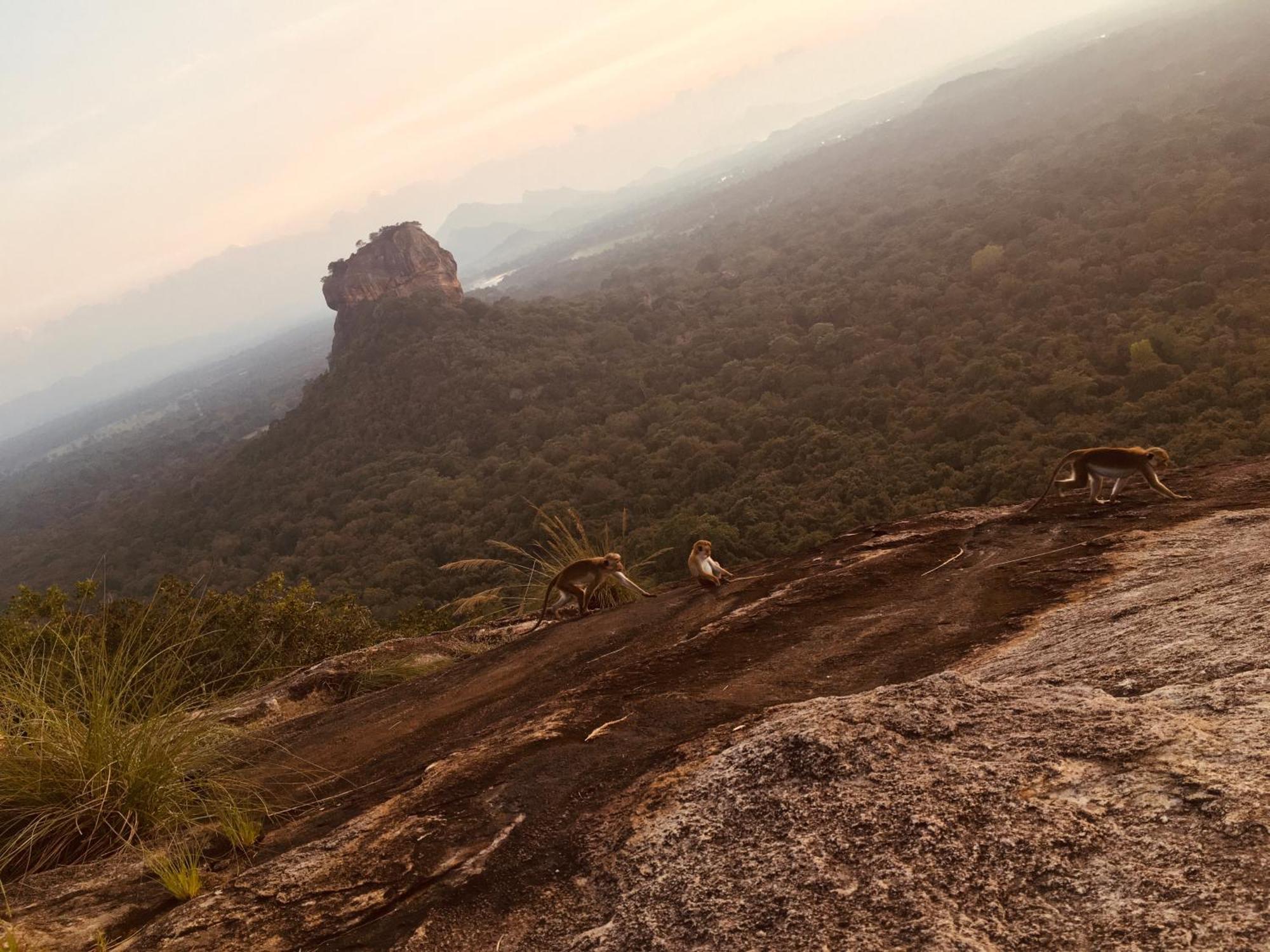 Hotel Sigiriya Kele Luaran gambar